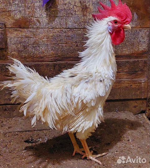 Молодые петухи, цыплята, инкубационное яйцо