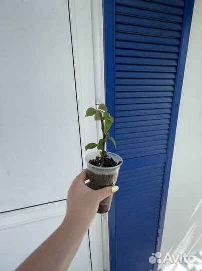 Бугенвилия