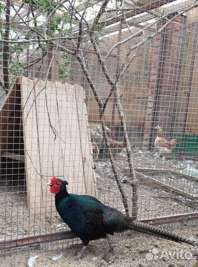 Цесарки молодые