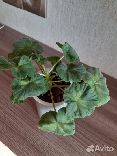 Пеларгония герань