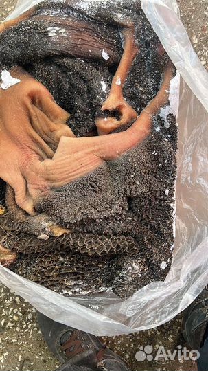 Рубец,печень, легкое для собачек