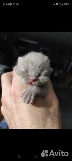 Продаются Прекрасные Шотландские Шоколадные котята