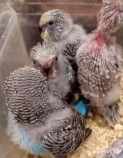 Выкормыши ввп чехи