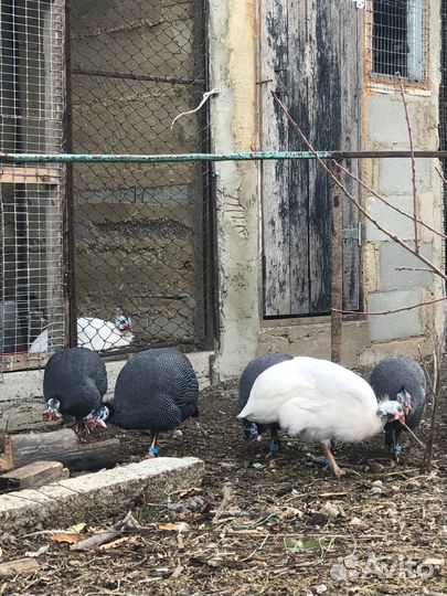 Молодые : цесарки