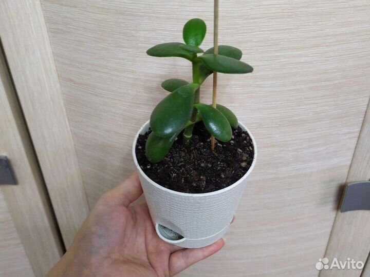 Комнатные цветы, фикус