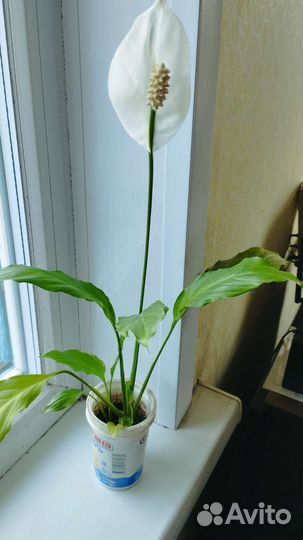 Спатифиллум