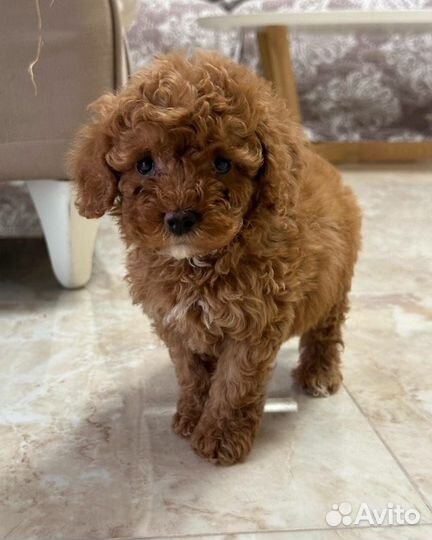 Шикарный мальчик мальтипу