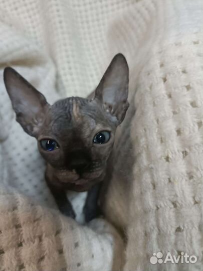 Канадский сфинкс