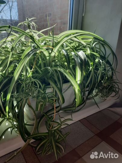 Цветы(хлорофитум)