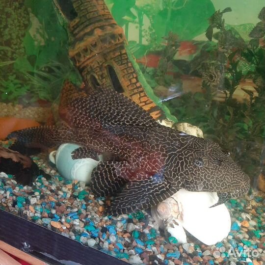 Анциструс парчевый