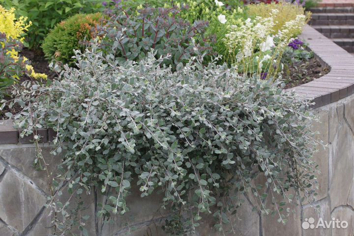 Бересклет, барбарис, Ива нитида