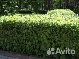 Яблоня ягодная для живой изгороди