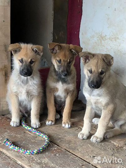 Щенки в добрые руки