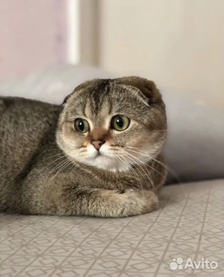 Шотландская