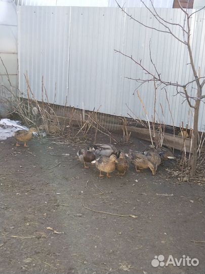 Утки подсадные для охоты