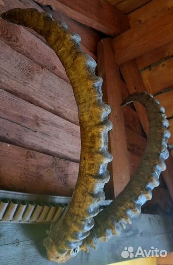 Декоративные рога