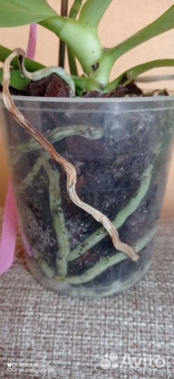 Орхидея Лиодоро