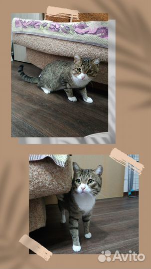 Интересный котик в ответственные руки