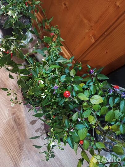 Перчик острый