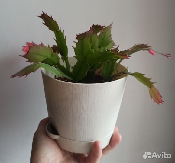 Декабрист шлюмбергера