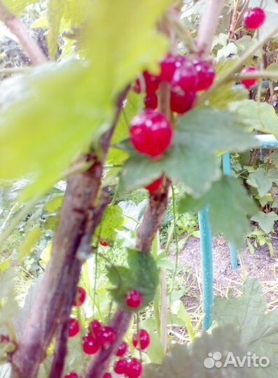 Смородина (черная, белая, красная)