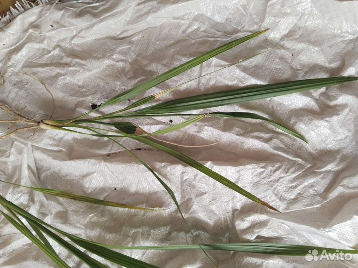 Финиковая пальма