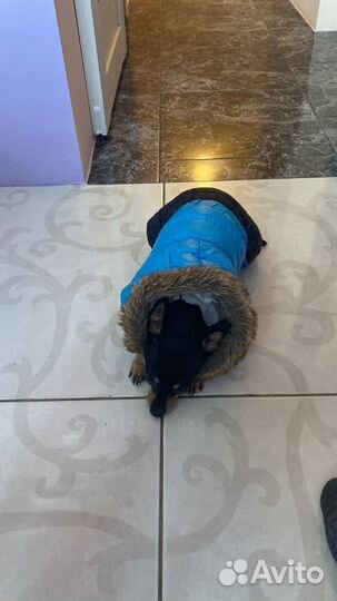 Собака для вязки