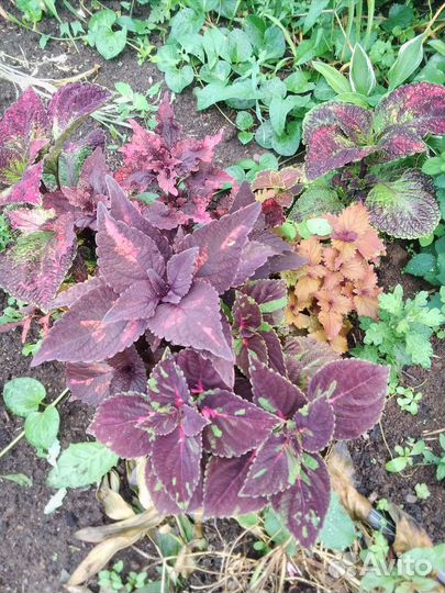 Колеусы ,очиток