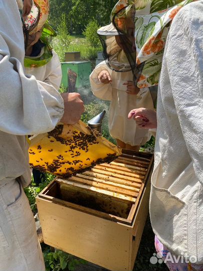 Сотовый мёд