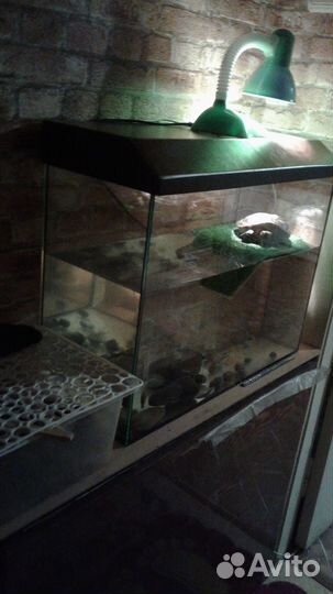 Аквариум- террариум для красноухой черепахи