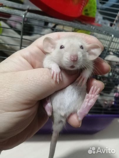 Крыса крысята дамбо