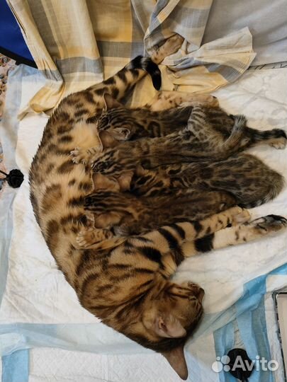 Бенгальские котята