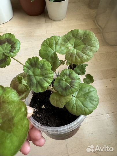 Герань, монстера