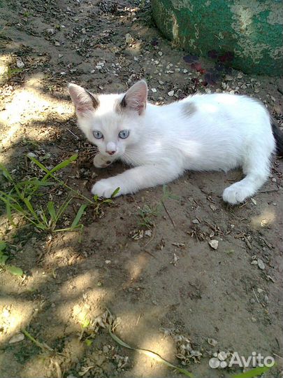 Котенок в добрые руки