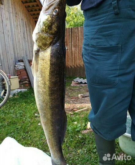 Рыба, щука, судак, окунь. живец, охота И рыбалка