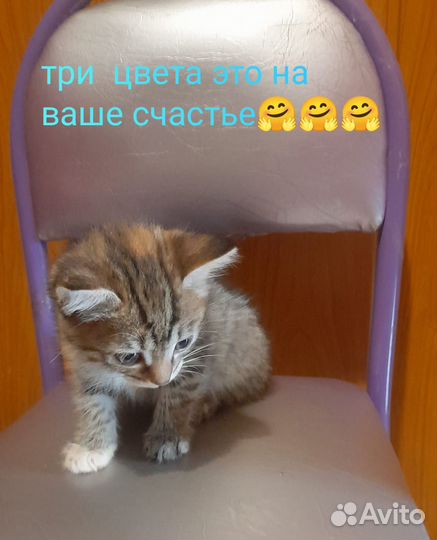 Котятки девочки