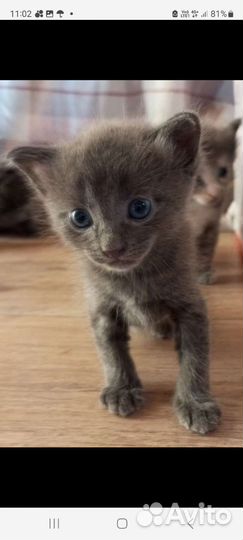 Русская голубая