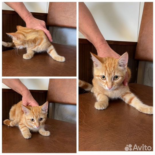 Кошечка в добрые руки