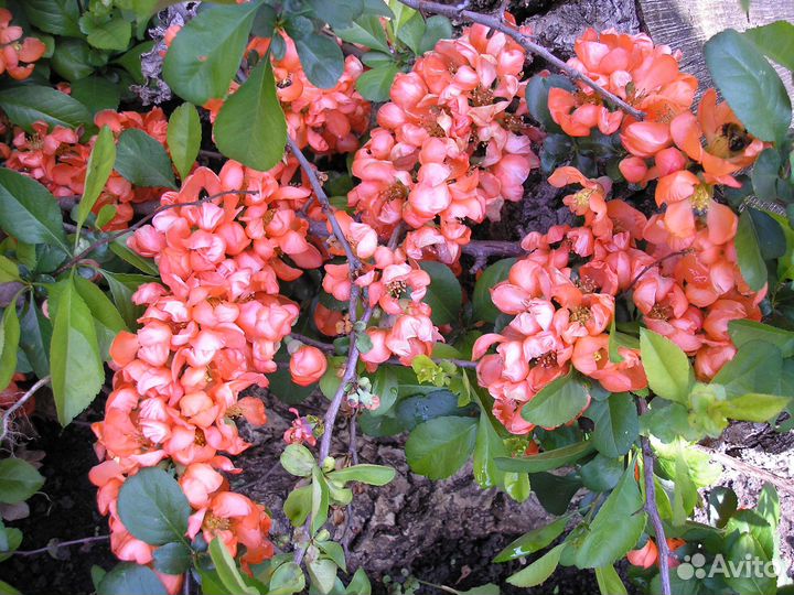 Айва японская