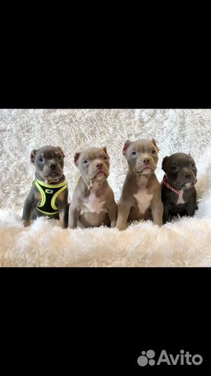 Американский булли щенки