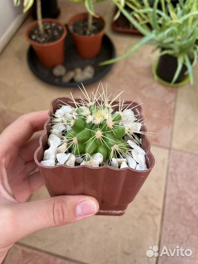 Кактусы и суккуленты