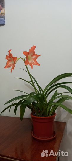 Гиппеаструм луковицы