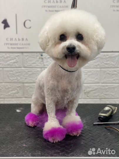 Груминг Грумер Стрижка Тримминг