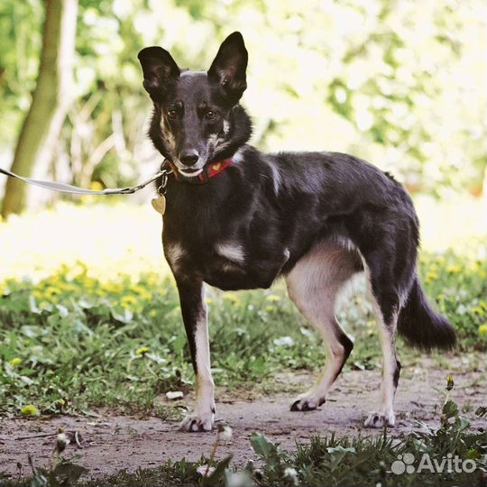 Трехлапая собачка Стеша ищет семью