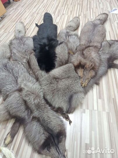 Шкура песца чулок