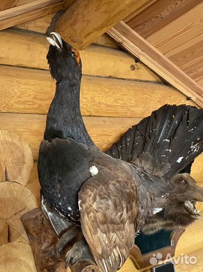 Чучело глухоря