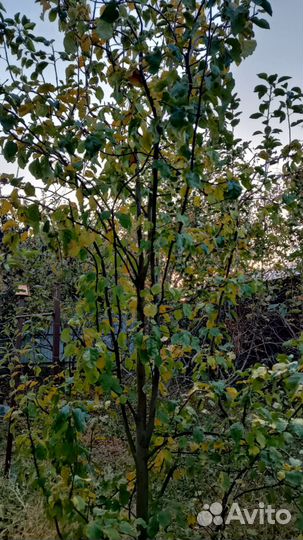 Яблочный уксус 100 качество