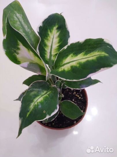 Диффенбахия Камилла