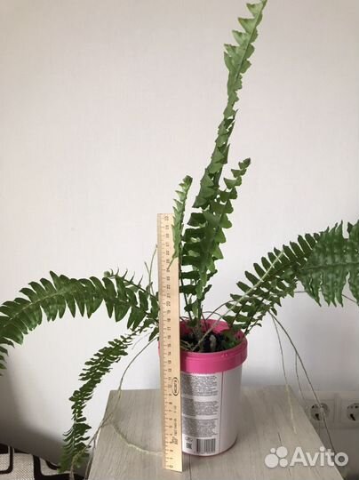 Папоротник