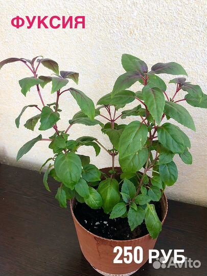 Комнатные растения